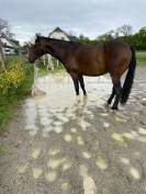 Lusitanien - hongre 7 ans 