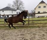 Lusitanien - hongre 7 ans 