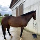 Lusitanien - hongre 7 ans 