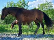 jument espagnole 9 ans