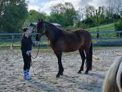 jument espagnole 9 ans