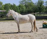 Jument pp Camargue 5 ans