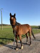 Chevaux &agrave; vendre 