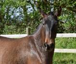 Veulen (vr) PRE Puur Ras Spaans Te koop 2024 Bruin / Bai