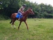 Cheval trotteur 4 ans, gentil, loisir mont&eacute;/attel&eacute;