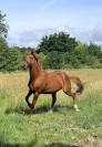 Cheval Hongre 4 ans, gentil, loisir mont&eacute;/attel&eacute;