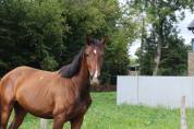 Hongre KWPN de 4 ans &ndash; Prospect dressage &ndash; 1m75