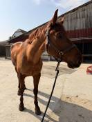 Hongre 6 ans &agrave; vendre 