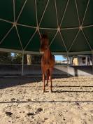 Hongre 6 ans &agrave; vendre 