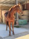 Hongre 6 ans &agrave; vendre 
