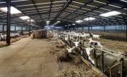 Exploitation Caprine + transformation &agrave; la ferme