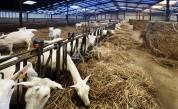Exploitation Caprine + transformation &agrave; la ferme