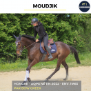 Castrone AQPS In vendita 2022 Baio scuro