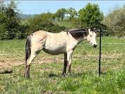 Superbe pouliche &agrave; la g&eacute;n&eacute;tique 5*