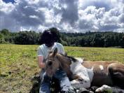 Hengst Andere pony rassen Te koop 2025 Paint