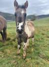 Hengst Andere pony rassen Te koop 2025 Paint