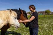 La communication animale au service des chevaux