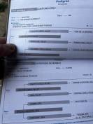 Jument de 5ans canturo x calvaro