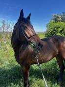 Jument de 5ans canturo x calvaro