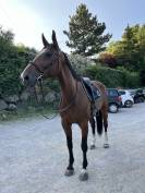 Jument d&rsquo;amateur