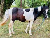 Poney C 3 ans &agrave; d&eacute;bourrer