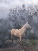 Hongre 10 ans - Quarter-horse