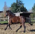 2 ans male par Candy de nantuel