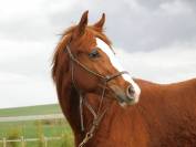 Hongre SF par Ermitage Kalone