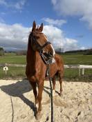 Hongre Selle Fran&ccedil;ais 