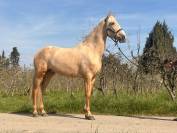 Exceptionnel PRE palomino