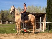 Exceptionnel PRE palomino