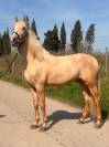 Exceptionnel PRE palomino