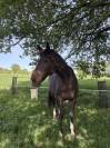 Demi-pension jument Pur-Sang 13 ans &ndash; Douce, attachante