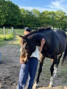 Demi-pension jument Pur-Sang 13 ans &ndash; Douce, attachante