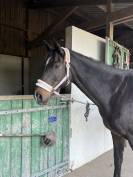 Demi-pension jument Pur-Sang 13 ans &ndash; Douce, attachante