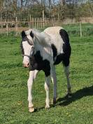 Pouliche paint horse pp