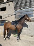 Cheval de loisir Hongre de 14 ans 