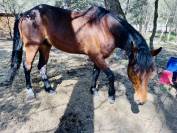 Diamant Oldenburg 6 ans, gros potentiel 