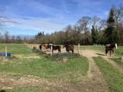 Centro ecuestre En venta Puy-de-D&ocirc;me