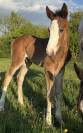 Superbe foal sf par CANDY de NANTUEL x PLOT BLUE 