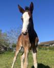 Superbe foal sf par CANDY de NANTUEL x PLOT BLUE 