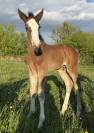 Superbe foal sf par CANDY de NANTUEL x PLOT BLUE 