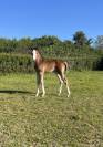 Superbe foal sf par CANDY de NANTUEL x PLOT BLUE 