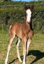 Superbe foal sf par CANDY de NANTUEL x PLOT BLUE 