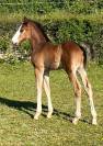 Superbe foal sf par CANDY de NANTUEL x PLOT BLUE 