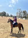 &Agrave; VENDRE : Super ponette de 6 ans - tr&egrave;s belles