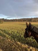 Jument de 13 ans &agrave; vendre 