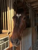 Jument de 13 ans &agrave; vendre 