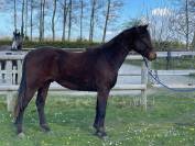 CONNEMARA HONGRE 2ANS