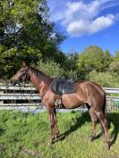 Jument de 8 ans   1m65  ONCS 